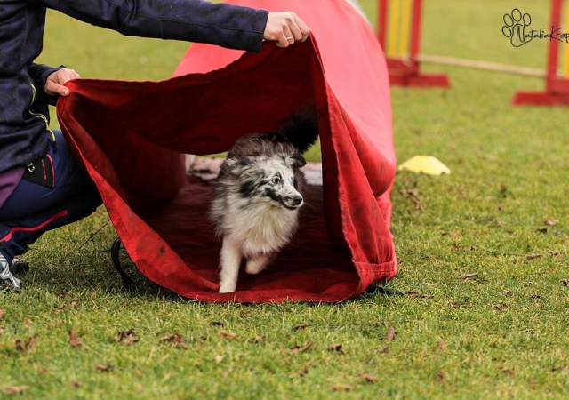 Klub Agility foto 11