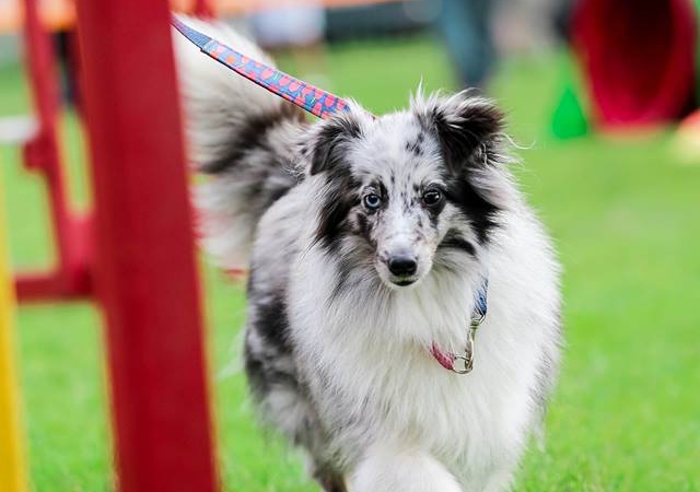 Klub Agility foto 3